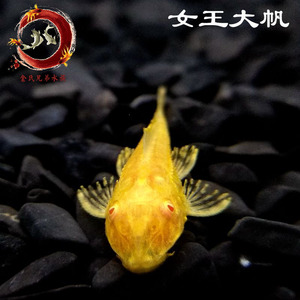 女王大帆 免邮异形 span class=h>除藻/span span class=h>工具鱼