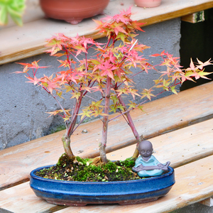 日本红枫盆景植物四季 span class=h>花卉/span>盆栽办公室防辐射