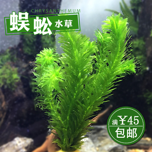 水草