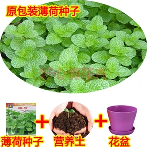 食用薄荷种子薄荷 span class=h>苗 /span>四季可播种香草 span class