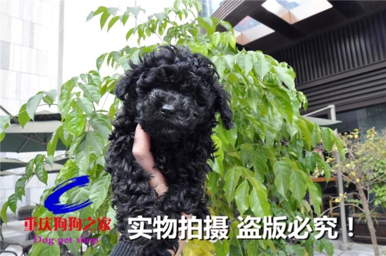 重庆狗狗之家宠物店名犬之家十年老店出售纯种茶杯黑色泰迪犬幼犬