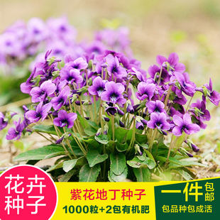 进口紫花地丁种子菜种子室内阳台庭院盆栽观花花卉易种野堇菜种子