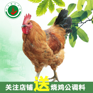 大公鸡管家意大利婴用清洁专场