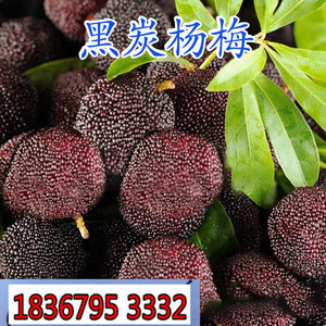 黑梅杨梅苗 黑炭杨梅树苗当年结果 黑炭梅果树苗盆栽地栽南方北方