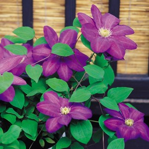 【 span class=h>紫罗兰 /span>】爬藤植物花 铁线莲种根 铁线莲苗  