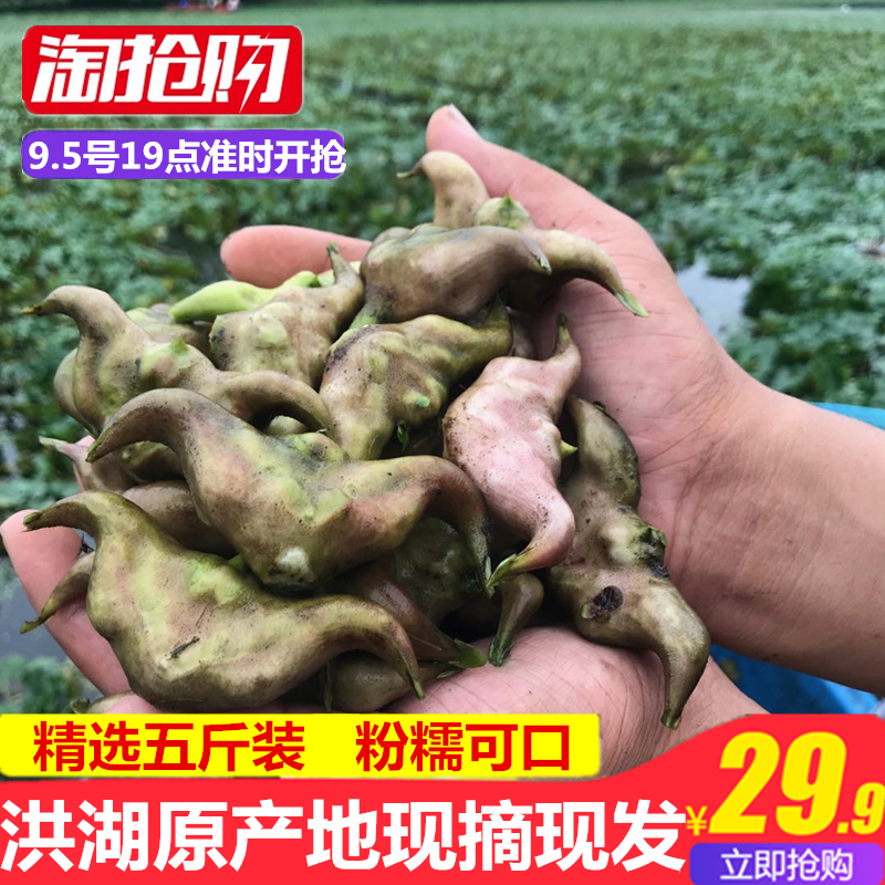 【当天发货】洪湖新鲜老菱角野生青黑菱角现摘新鲜蔬菜5斤装包邮