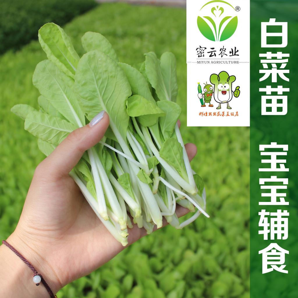 密云农家 新鲜自产小白菜苗 宝宝辅食 鲜嫩可口 自有苗棚现摘现发