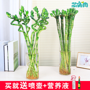 富贵竹转运竹水培植物办公室桌面客厅绿植防辐射四季常青水养竹子