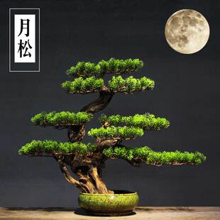 迎客松