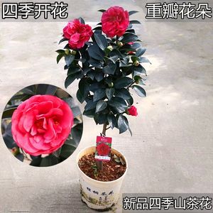 杜鹃红山茶花苗专场