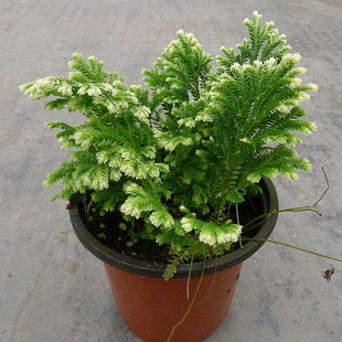 还魂草