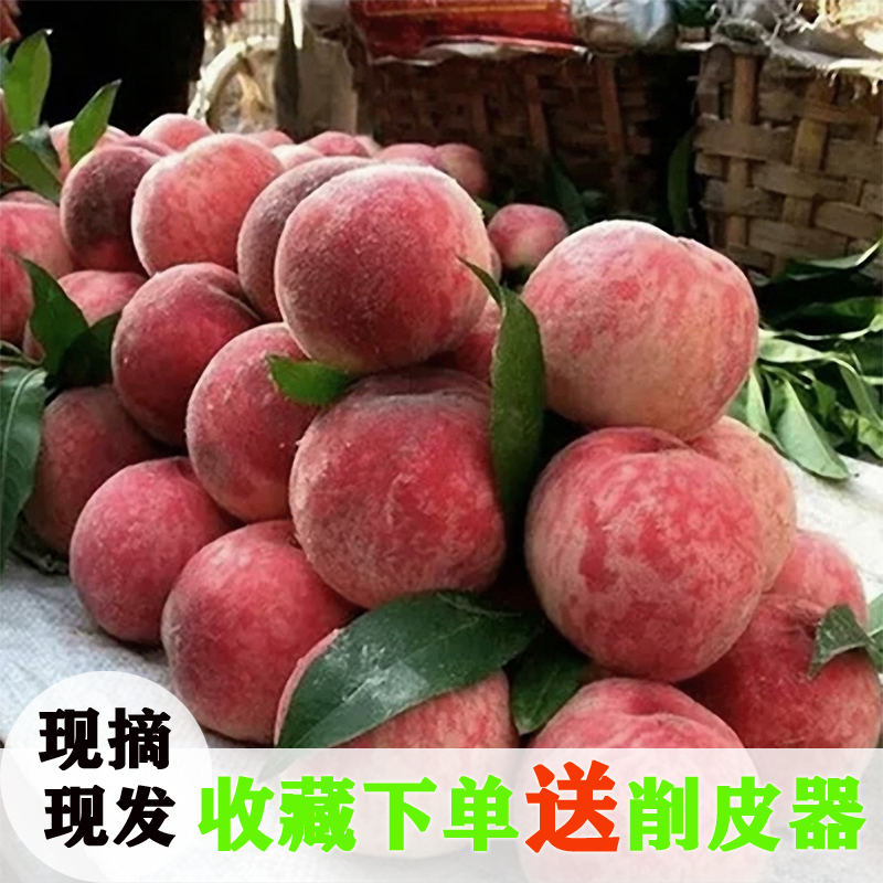 桃子新鲜应季孕妇时令水果5斤脆甜红肉血桃非水蜜桃黄桃油桃两10