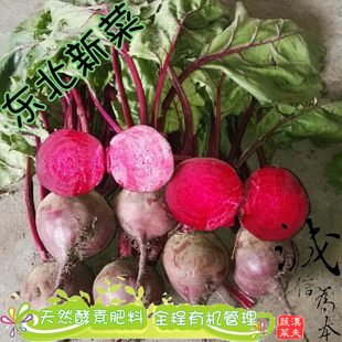 新鲜甜菜根红菜头甜菜头全红多汁 东北蔬菜基地出土5斤起卖