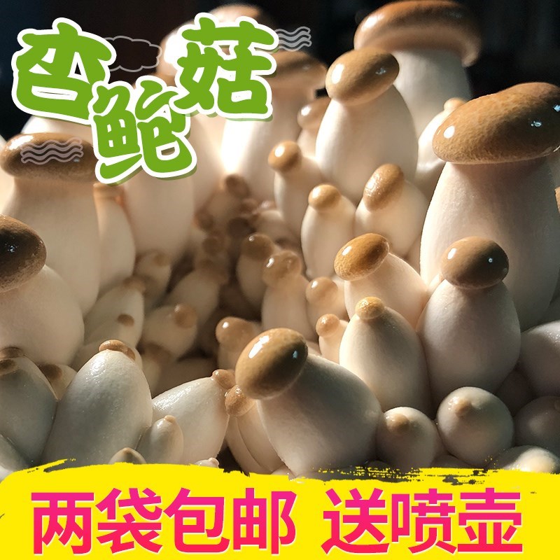 家庭种蘑菇菌种包灵芝鸡腿菇金针香菇杏鲍食用菌棒种子包邮木耳菇