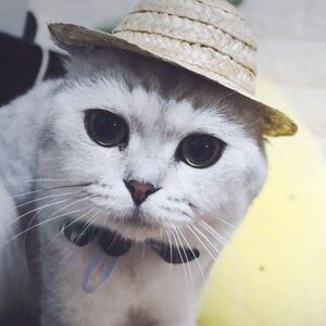 【可爱小猫咪帽子图片】可爱小猫咪帽子图片大全_好