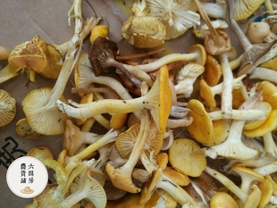 东北特产干货内蒙古阿尔山野山珍小鸡炖蘑菇大兴安岭小黄蘑菇500g$