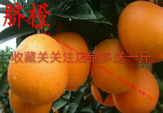 金石井柑橘基地无公害有机菜绿色椪柑爱缓38号粑粑柑血橙 脐橙