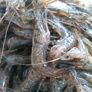 丹江口青虾野生鲜活大青虾 span class=h>新鲜/span span class=h>