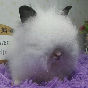 安哥拉盖脸猫猫兔活体造型兔子长毛道奇巧克力宠物兔纯种纯白 $ 258.