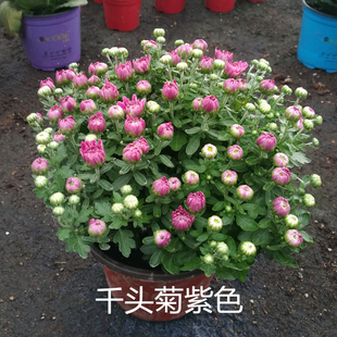 荷兰菊花盆栽 千头菊 女王菊纽扣菊 宿根多年生花卉2盆包邮