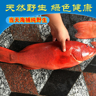 海钓野生新鲜石斑鱼鲜活海鲜水产东星斑老鼠斑深海带鱼生鲜