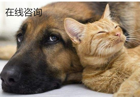 宠物医生在线咨询 动物医院资深执业兽医师 猫犬狗狗皮肤病 驱虫