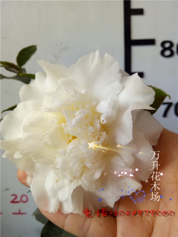 白天鹅茶花 白茶花系列