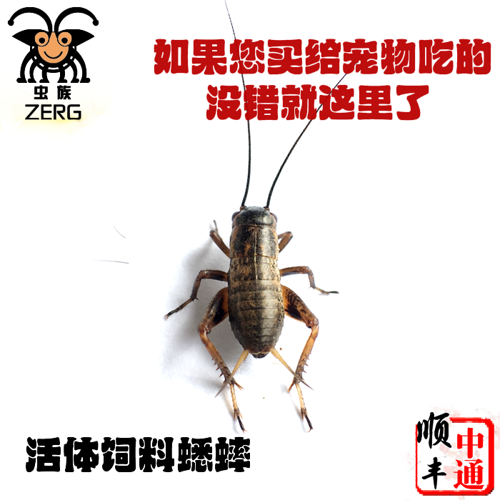 油葫芦|油葫芦紫砂叫罐|南方油葫芦 - 油葫芦叫声