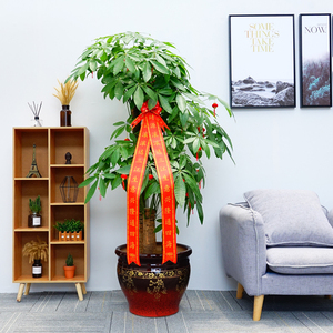 发财树办公室客厅植物图片