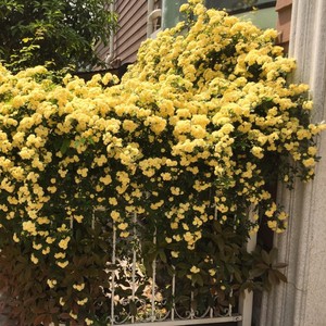 黄色木香花浓香花卉七里香阳台庭院垂吊爬藤植物白色木香花苗盆栽