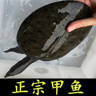 【只卖正宗】甲鱼老鳖土鳖王八水鱼团鱼活体 按实际重量计算 包邮