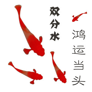 双分水鸿运当头 span class=h>孔雀鱼/span>活体顶级 span class=h>