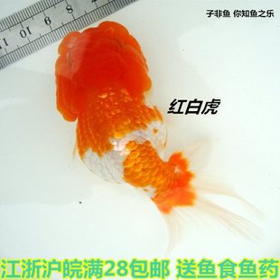 金鱼活体观赏精品玉顶纯白菠萝黄泰狮子招财鱼风水宠物小型冷水鱼$