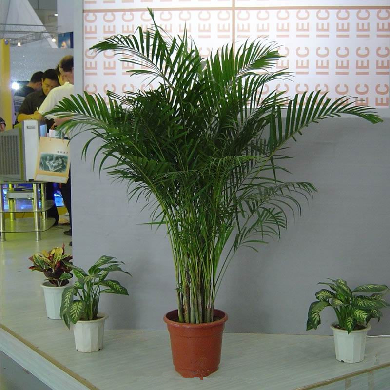 高档室内大型盆栽富贵椰子常绿植物四季好养耐寒耐干耐阴散尾葵