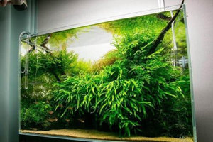 细叶铁皇冠价格