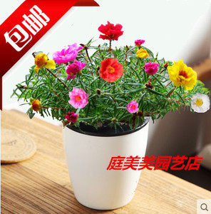 太阳花盆栽四季开花庭院绿色植物盆栽花卉自动吸水懒人盆栽盆景