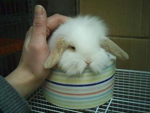 荷兰垂耳兔纯种 垂耳兔宝宝 已注射疫苗 花色可选 宠物兔