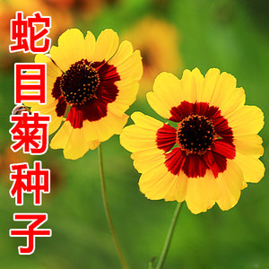 批发优质香草种子 蛇目菊种子 别称:小波斯菊,金钱菊,孔雀菊