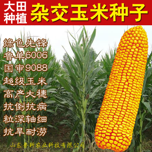 杂交玉米种子高产 大穗国审饲料玉米 span class=h>先锋 /span>335