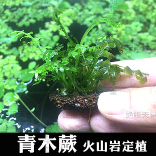 青木