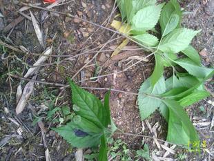 金粟兰 及已 四块瓦 蛇叶 蛇药 野生草药 凉茶 福建三明清流客家