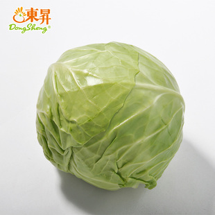 东升农场 无公害青椰菜 卷心包菜球甘蓝圆白菜洋白菜 约800g