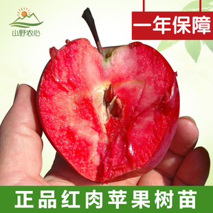 红色之爱红肉苹果苗/南方北方地栽盆栽果树果苗/新品种矮化苹果树