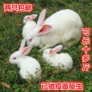 肉兔活体兔兔子成长系肉兔长大兔新西兰宠物小白兔兔苗包邮包活