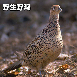 贵州正宗原生态野味七彩野山鸡雉鸡新鲜野鸡肉山鸡肉公鸡母鸡包邮 $