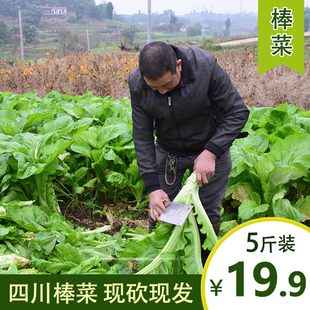 四川特产 新鲜棒棒菜 青菜头 菜心 棒菜蔬菜 菜脑壳 芥青菜头5斤