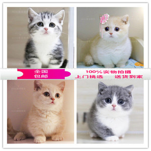 曼基康活体宠物猫 span class=h>幼猫 /span>曼赤肯矮脚猫活体英短矮