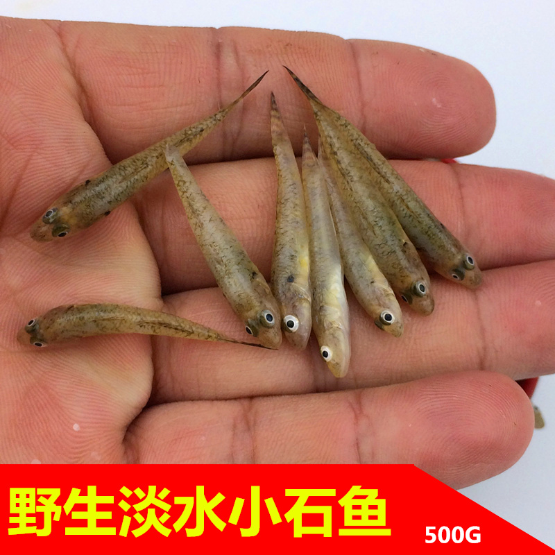 野生新鲜小河鱼小石鱼小黄鱼麦穗虾虎河杂鱼野鱼山坑鱼原生态500g