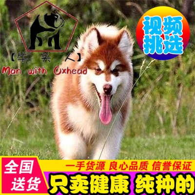 纯种阿拉斯加犬幼犬广东灰色桃脸巨型雪橇犬家养赛级活体宠物狗/