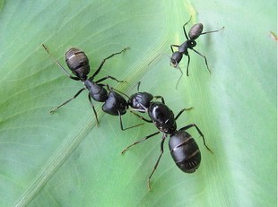 蚂蚁城堡工坊蚂蚁农场弓背蚁后 已交配脱翅产卵蚁后